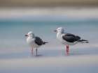 Dolphin gull on the beach of Bleaker Island. South America, Falkland Islands. Art Print
